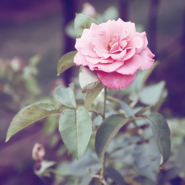Винтажные розы на кусте в саду — стоковое фото
