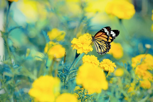 Mariposa sentada en la flor —  Fotos de Stock