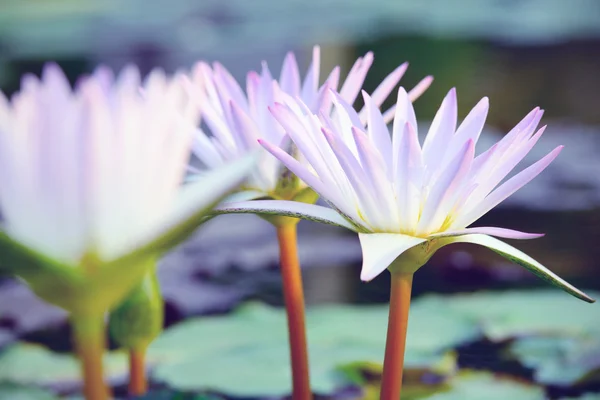 Rosa Seerose — Stockfoto