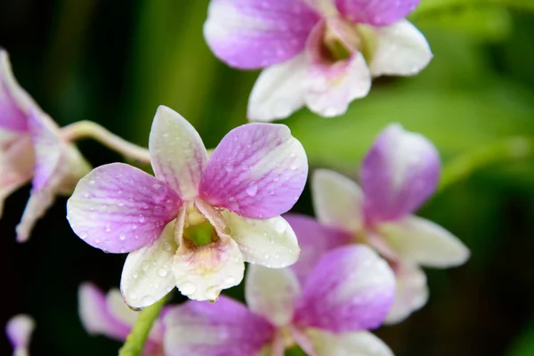 Orquídea de flores — Foto de Stock