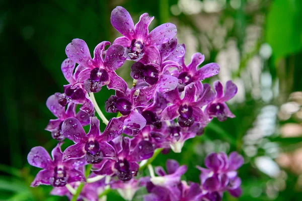 Rhynchostylis gigantea var purple orchids — Stock Photo, Image
