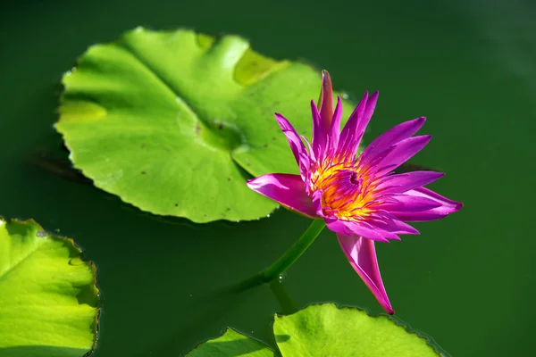Nahaufnahme von bunten lila Seerose — Stockfoto