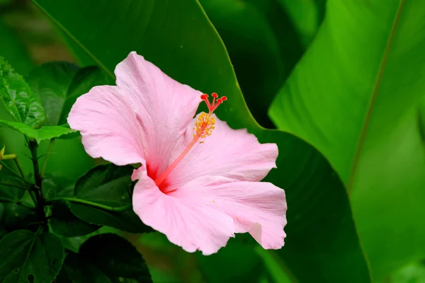 Vivid hibicus rosa está florescendo — Fotografia de Stock