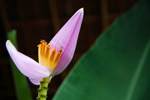 Schöne Blume rosa Banane — Stockfoto