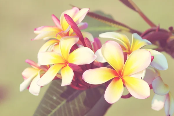 Ветвь тропических цветов франджипани — стоковое фото