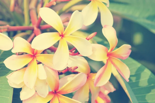 Ветвь тропических цветов франджипани — стоковое фото