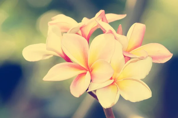 Oddział tropikalnych kwiatów frangipani — Zdjęcie stockowe
