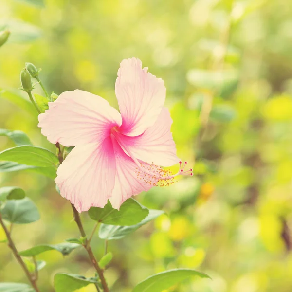 Vivid pink hibicus is blooming — Stock Photo, Image