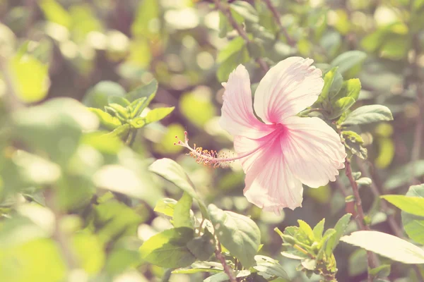 Canlı pembe hibicus çiçek — Stok fotoğraf