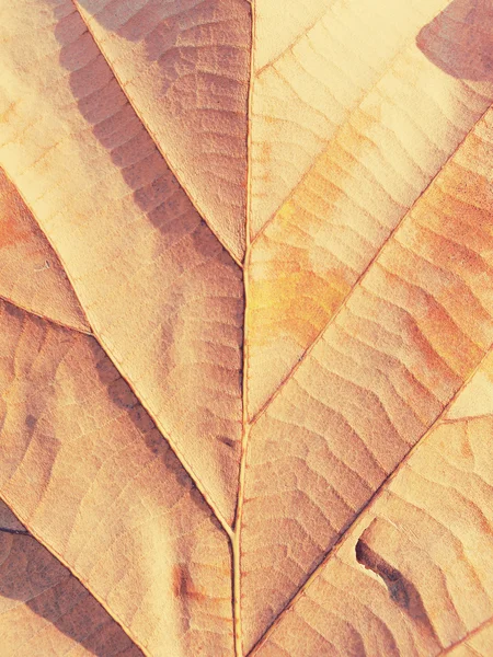 Dry leaf on textured paper — Stock Photo, Image