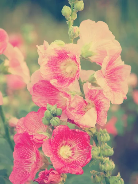 Roze hollyhock (Althaea rosea) bloesems vintage Toon stijl — Stockfoto