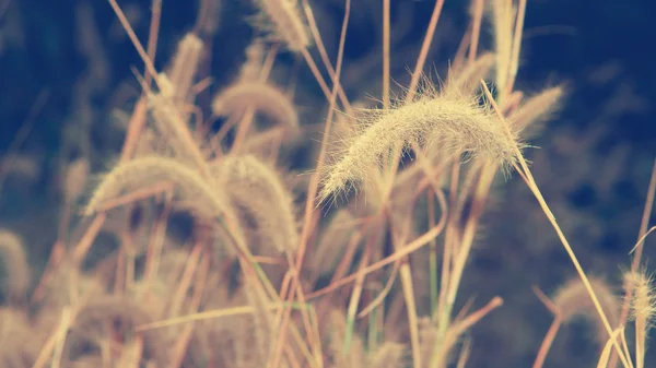 Die Blume des Grases zur Abendzeit — Stockfoto