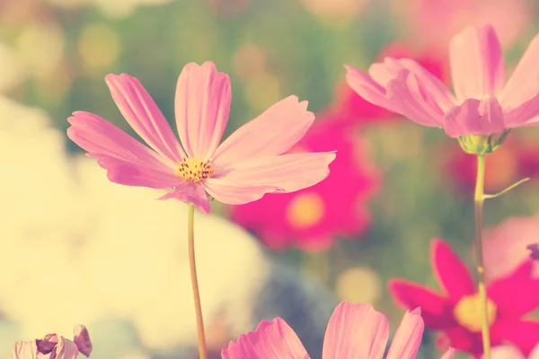 Cosmos flores — Fotografia de Stock