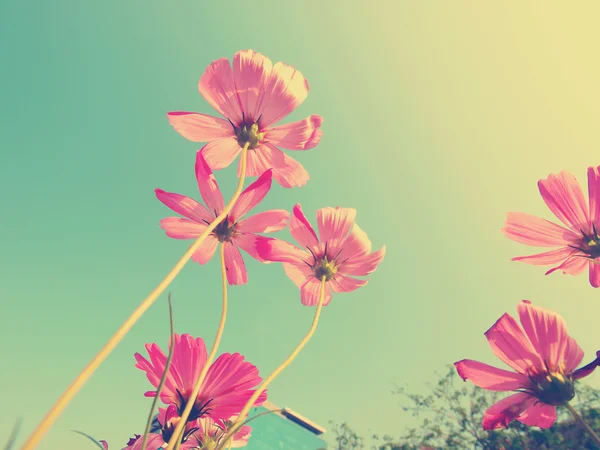 Cosmos flowers — Stock Photo, Image