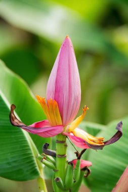 pembe muz çiçeği yakın çekim