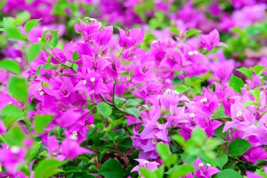 Bougainvillea Çiçek Bahçe, yumuşak odak