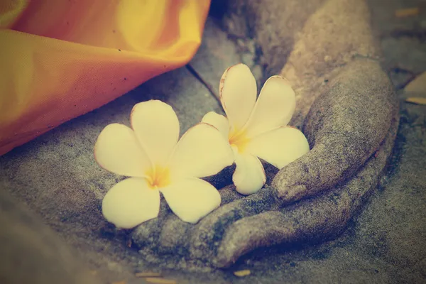 Plumeria flower on hand of buddha statue — Stock Photo, Image