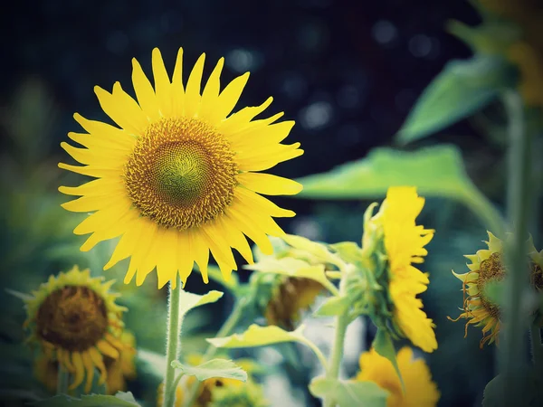 Vintage Sunflower closeup — Stock Photo, Image