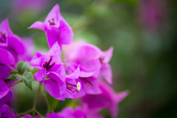 ブーゲンビリアの咲く庭、ソフト フォーカスで — ストック写真