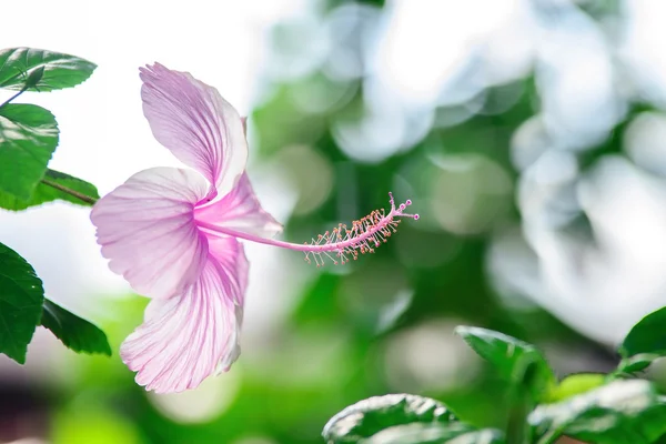 Vivid pink hibicus is blooming — Stock Photo, Image