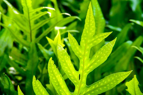Folhas de samambaia verdes frescas — Fotografia de Stock