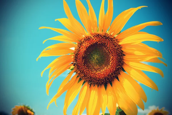 Vintage Sunflower against blue sky — Stock Photo, Image