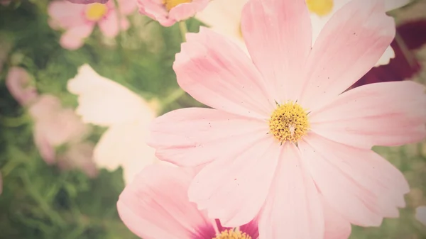 Rosa Blume des Kosmos — Stockfoto