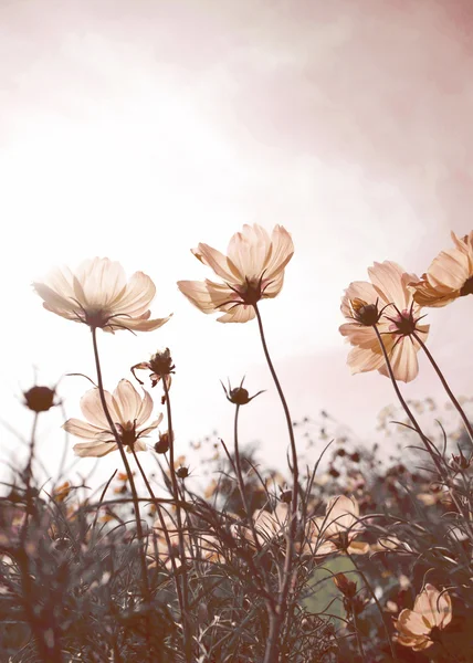 Vintage Cosmos flores na hora do pôr do sol — Fotografia de Stock