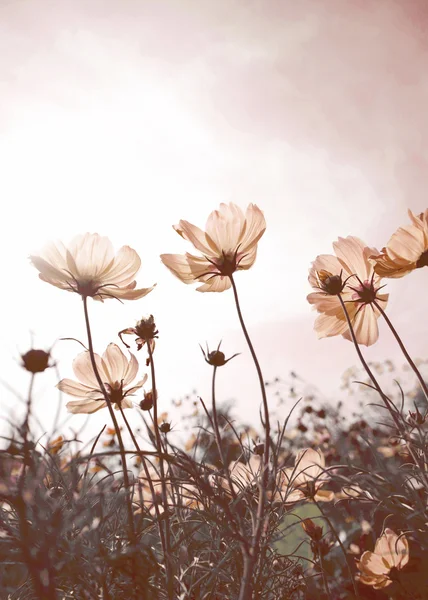 Cosmos Vintage flores en el tiempo de puesta del sol — Foto de Stock