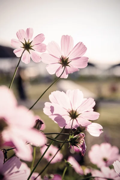 Kosmos blommor (vintage tonar) — Stockfoto