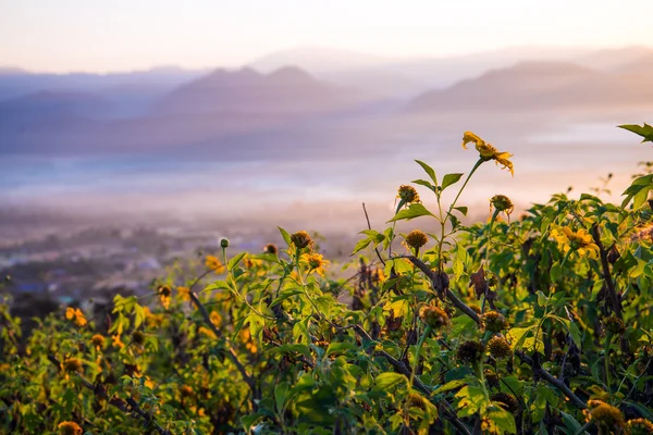 Mexicaanse zonnebloem onkruid vallei in thailand. — Stockfoto