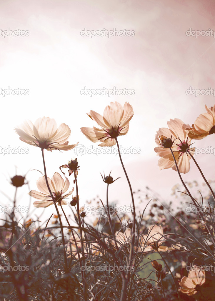 Vintage Cosmos flowers in sunset time