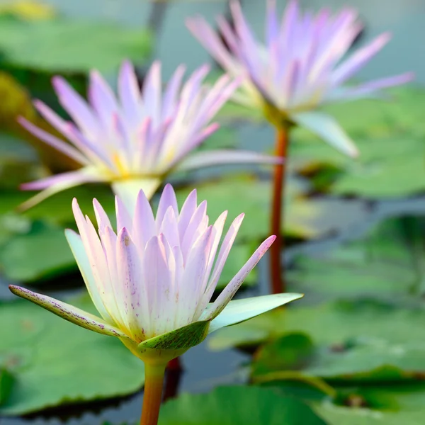 Primo piano della colorata ninfee rosa — Foto Stock