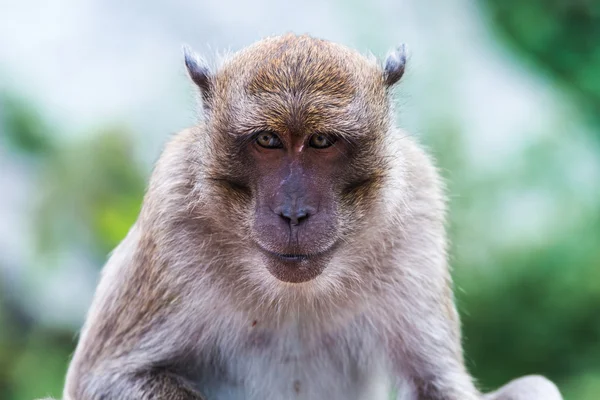 Retrato de macaco — Fotografia de Stock