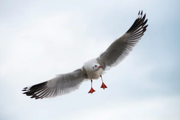 Flying seagulls in action — Stock Photo, Image