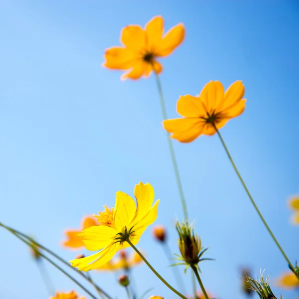 Cosmos flowers — Stock Photo, Image