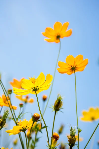 Kosmos-blomster – stockfoto