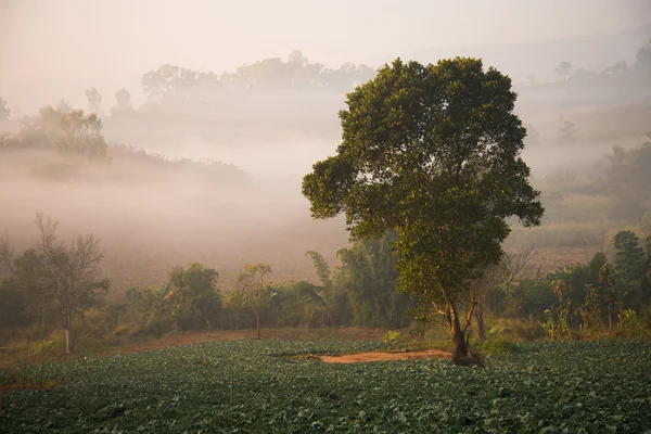 Berget i thailand — Stockfoto