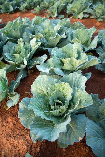 Green cabbages — Stock Photo, Image