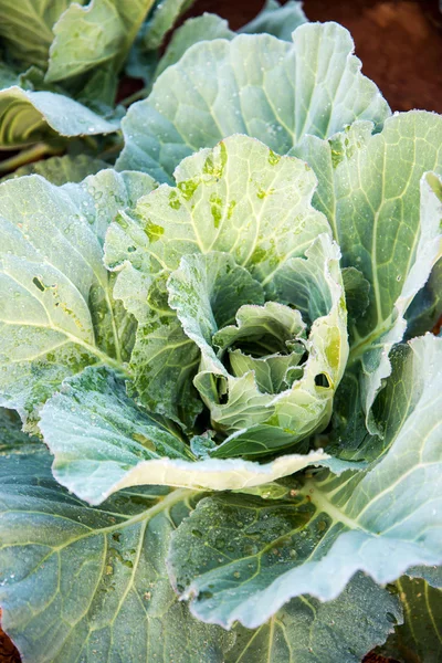 Fresh cabbage — Stock Photo, Image