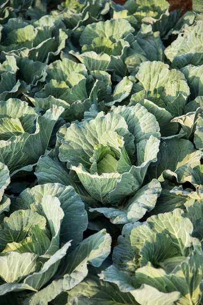 Green cabbages — Stock Photo, Image