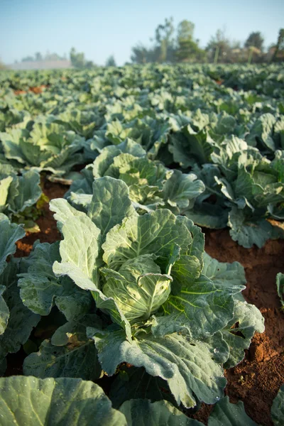 Green cabbages — Stock Photo, Image