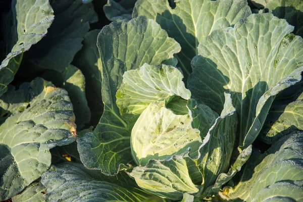 Fresh cabbage — Stock Photo, Image