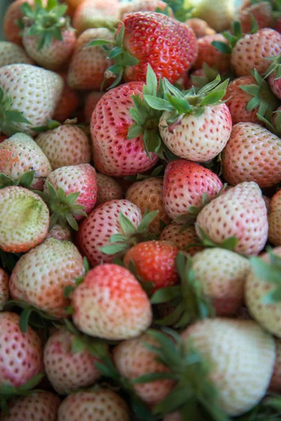 Fresh Strawberrys — Stock Photo, Image