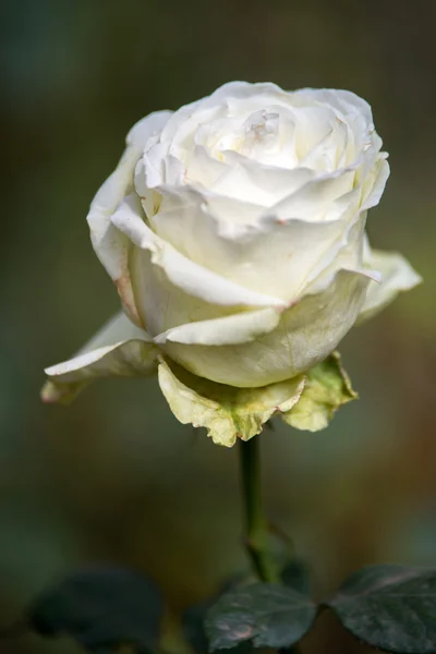 Fiori di rosa bianca — Foto Stock