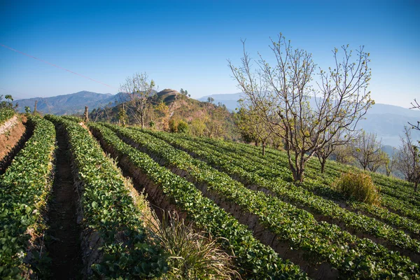 Strawberry garden — Stock Photo, Image