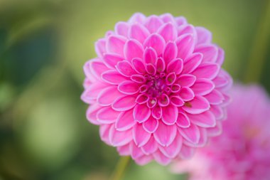 pembe dahlia çiçekler