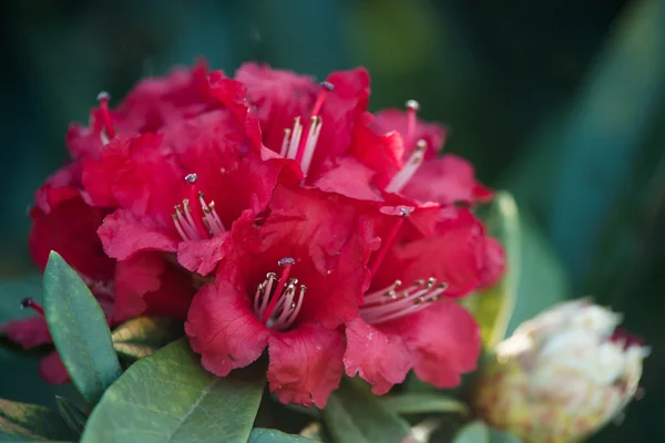 Rododendro arbóreo — Fotografia de Stock