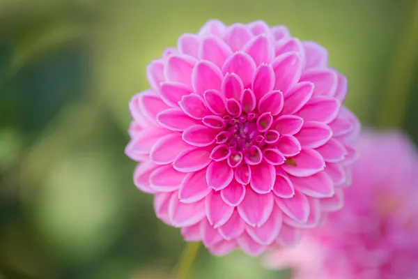 ピンクのダリアの花 — ストック写真
