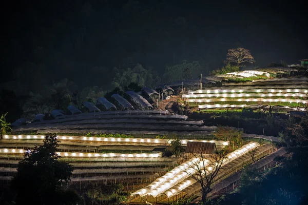 Nightscape of Greenhouse Plant — Stock Photo, Image